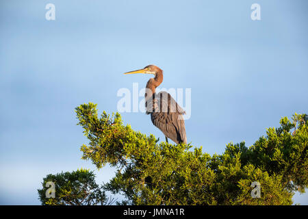 Aigrette tricolore juvénile perché un sommet d'un arbre Banque D'Images