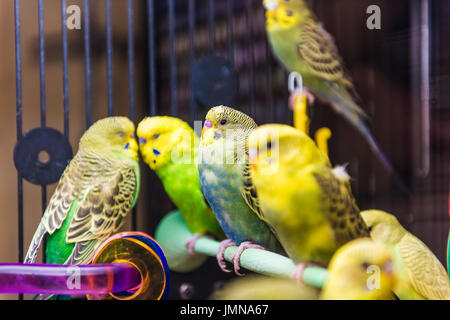 Les perruches vertes et jaunes perchés sur en direction de la cage à oiseaux Banque D'Images