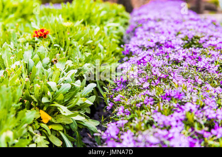 Fleurs violettes creeping phlox parterre de gros plan macro Banque D'Images