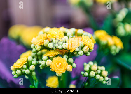 Les fleurs sur l'affichage en née Calandiva pots Banque D'Images