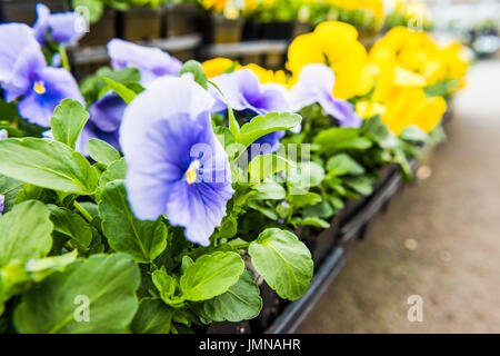 Libre de bleu et jaune fleur en pots en pépinière magasin Banque D'Images