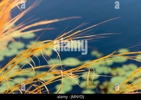 Des herbes d'or à côté de l'eau bleu, le lac Bennett N.T. L'Australie Banque D'Images