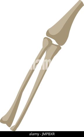 Les os du tibia et du péroné jambe medicine Illustration de Vecteur