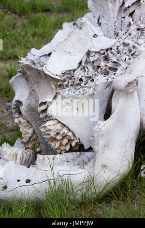Close-up du crâne d'éléphant dans la savane Banque D'Images