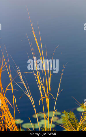 Des herbes d'or à côté de l'eau bleu, le lac Bennett N.T. L'Australie Banque D'Images
