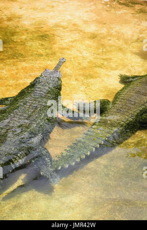 Le gavial (Gavialis gangeticus) aussi connu comme le gavial du Gange et le crocodile piscivore est une de la famille des crocodiliens Gavialidae Banque D'Images