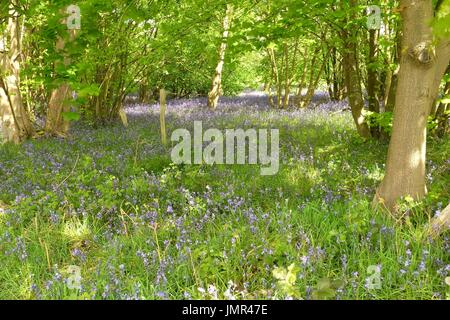 Jacinthe des bois Banque D'Images