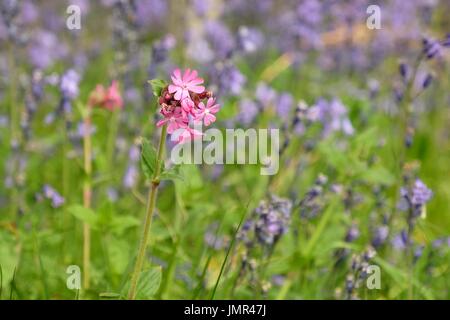 Campion rouge avec un fond de bluebells Banque D'Images