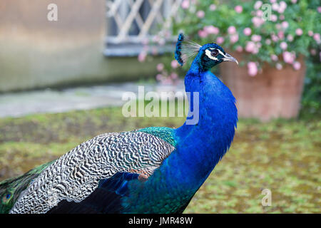 Close-up of colorful Peacock (paons indiens ou des paons bleus (Pavo cristatus)) à l'Vojan Gardens (Vojanovy sady) à Prague, République tchèque. Banque D'Images