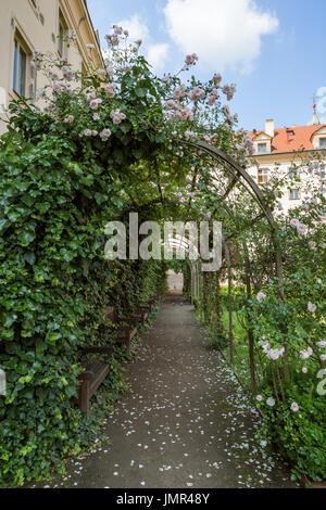 Rose à la pergola luxuriants jardins Vojan (Vojanovy sady). C'est un jardin public à la Mala Strana à Prague, en République tchèque. Banque D'Images