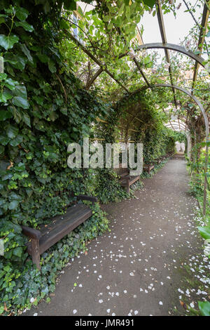 Rose à la pergola luxuriants jardins Vojan (Vojanovy sady). C'est un jardin public à la Mala Strana à Prague, en République tchèque. Banque D'Images