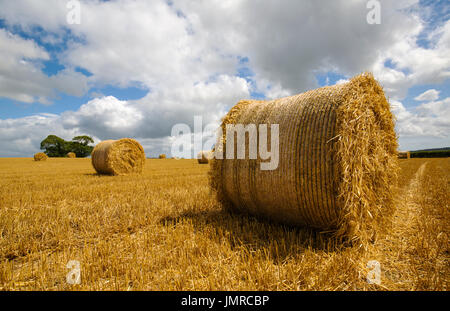 Bottes de paille dans les champs des agriculteurs en zone rurale Banque D'Images