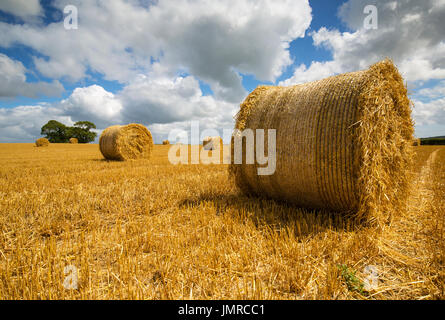 Bottes de paille dans cadre rural près de Rilla Mill dans East Cornwall Banque D'Images
