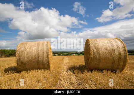 Bottes de paille dans le champ d'orge à Cornwall Banque D'Images