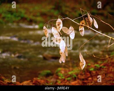 Plantes vivaces de l'honnêteté. Graines de fleurs blanc sec lunaria plante en forêt Banque D'Images