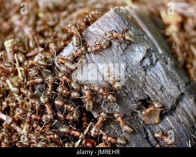 Grand bois carbonisé en milieu de fourmis sauvages bâtir leur fourmilière. Famille - Ant colony coopérer sur nouvelle fourmilière bâtiment. Banque D'Images