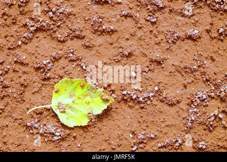 Détail de feuille sèche sur un court de tennis. Rouge brique pilée sec léger sur la surface du terrain de tennis en plein air. Fin de saison. Banque D'Images