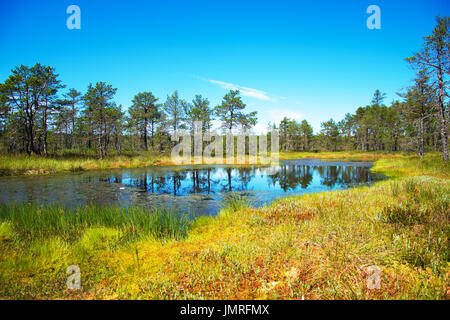 Le lac marais Viru Raba en Estonie. Banque D'Images