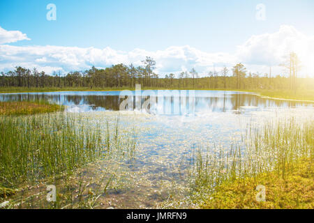 Le lac marais Viru Raba en Estonie. Banque D'Images