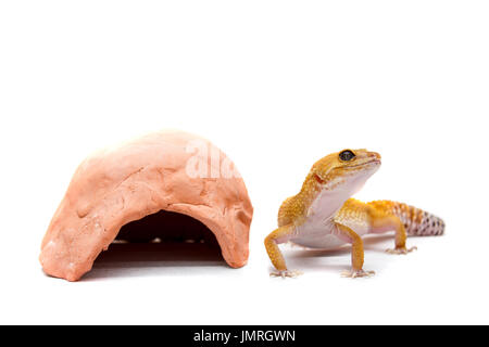 Cute leopard gecko (Eublepharis macularius) sur fond blanc Banque D'Images