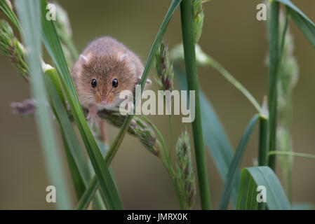 Une petite récolte de la souris grimper les pousses de l'herbe à la recherche de l'avant vers l'observateur Banque D'Images