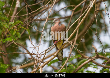 Spotted Dove sur une branche dans la vraie nature de la Thaïlande Banque D'Images