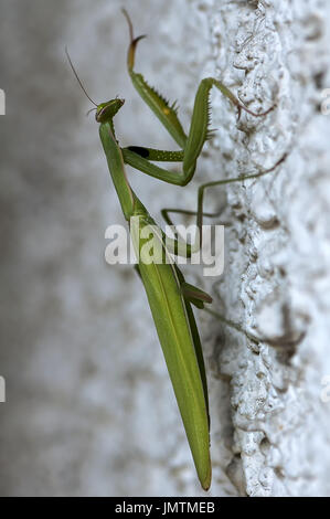 Libre d'une mante religieuse sur un mur d'escalade. Profondeur de champ. Banque D'Images