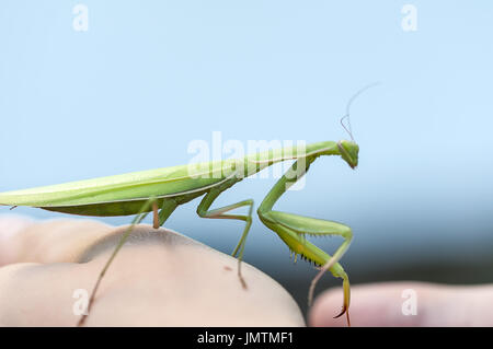 Libre d'une mante religieuse. Profondeur de champ. Banque D'Images