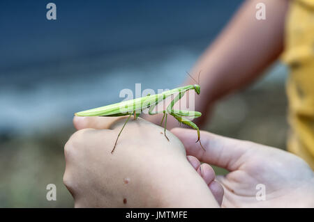 Libre d'une mante religieuse. Profondeur de champ. Banque D'Images