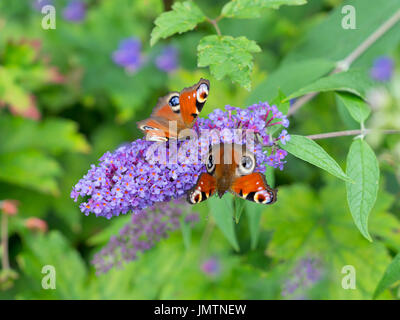 Deux Papillons Peacock Inachis io sur jardin buddeia Banque D'Images