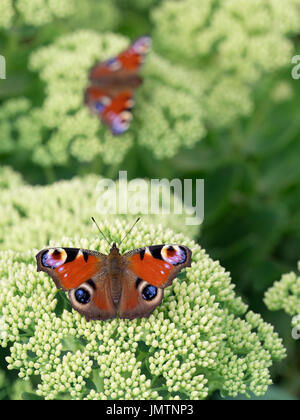 Deux Papillons Peacock Inachis io on garden ice plant Banque D'Images