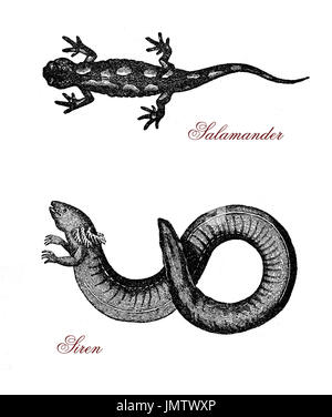 Vintage gravure de sirène, salamandres aquatiques semblables à l'anguille et l'herbivore partiellement, et d'amphibiens, la salamandre lézard noir normalement avec des taches jaune-orange. Banque D'Images