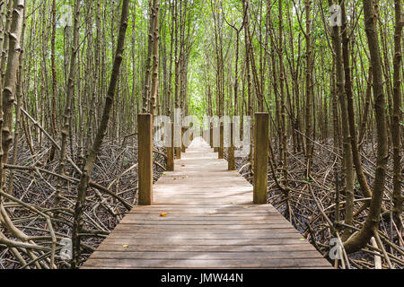 Sentier en bois dans la forêt de mangrove Banque D'Images