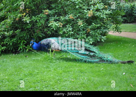 Défiler dans le Peacock Garden Suisse Shuttleworth Banque D'Images