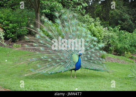 Défiler dans le Peacock Garden Suisse Shuttleworth Banque D'Images