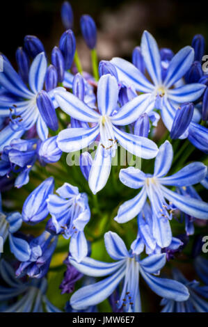 L'étamine d'agapanthus Africanus. Banque D'Images