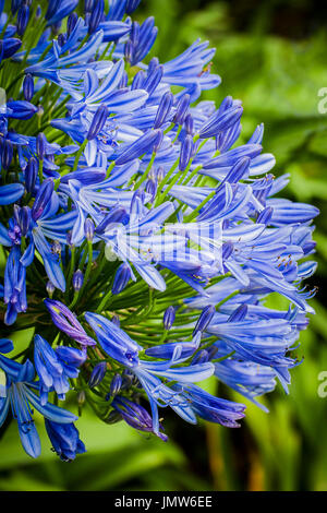 Agapanthus Africanus. Banque D'Images