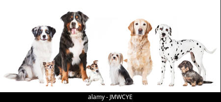 De nombreux chiens de races in front of white background, isolé Banque D'Images