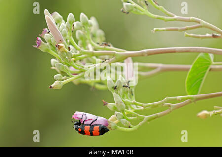Morning Glory Bush et Orange Blister Beetle, parc national de Keoladeo Ghana, Rajasthan, Inde / (Ipomoea carnea), (Mylabris pustulata) Banque D'Images