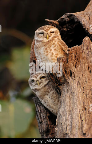 Repéré Owlets, paire à trou d'arbres, le parc national de Keoladeo Ghana, Rajasthan, Inde / (Athene brama) | Brahmakauz Keoladeo Ghana, Paar, Nationalpark Banque D'Images