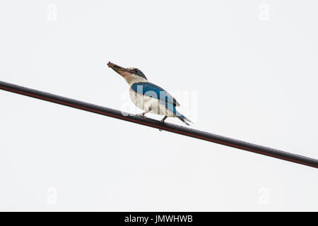 Kingfisher Todiramphus sanctus (collier) perché sur un câble Banque D'Images