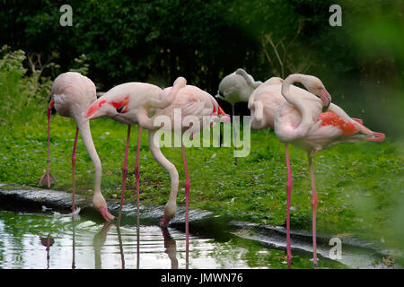 Plus de flamants roses (Phoenicopterus roseus) Comité permanent en particulier pose près d'un étang. Banque D'Images