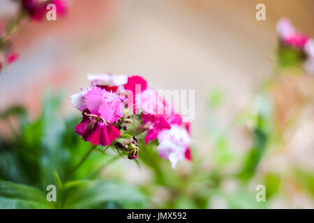 Photo de fleurs colorées Banque D'Images
