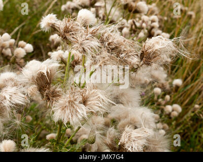 Le chardon de lait blanc moelleux reed chefs se balançant dans le vent ; Angleterre ; UK Banque D'Images