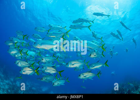 Caranx latus, Horse-eye jacks, horse eye jack, jack, crics, horseeye, Cooper Island, îles Vierges britanniques, la mer des Caraïbes Banque D'Images