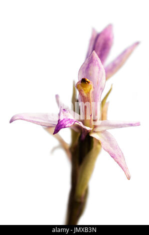 Gros plan sur la fleur de Limodorum trabutianum orchidée sauvage isolé sur un fond blanc. L. trabutianum est parfois considérée comme une sous-espèce de V Banque D'Images