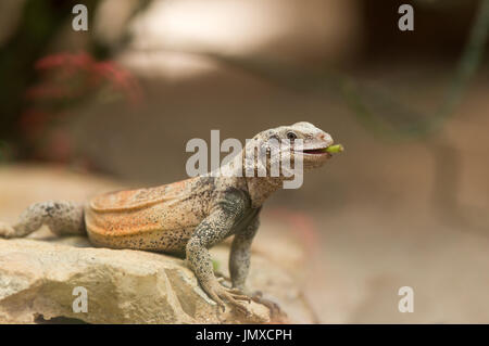 Portrait de chuckwalla lizard et manger au soleil sur rock Banque D'Images