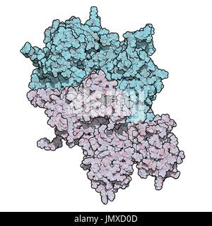 Les taux de facteur VIII (FVIII) de protéines. Une carence entraîne l'hémophilie A. Modèle de remplissage de l'espace. Voir les chaînes de différentes couleurs. Banque D'Images