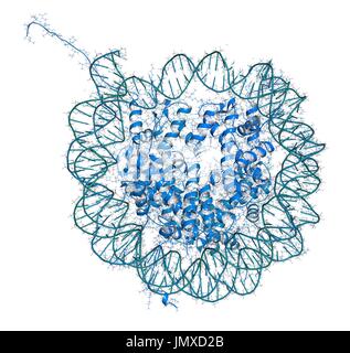 Le nucléosome est constitué d'une double hélice d'ADN enroulé autour d'un noyau de protéines histones. Fer combiné et cartoon modèle. Caricature de l'ADN, protéine teal couleur bleu cartoon. Les atomes de carbone de couleur bleue/teal ; d'autres atomes classiques : codage par couleur. Banque D'Images