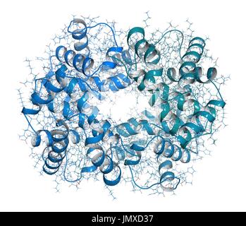 L'hémoglobine (Hb), des protéines. Le transport d'oxygène contenant du fer protéine présente dans les globules rouges. Fer combiné et cartoon modèle. Dessin animé et atomes de carbone : gradient de backbone (coloration bleu-teal) ; d'autres atomes classiques : codage par couleur. Banque D'Images